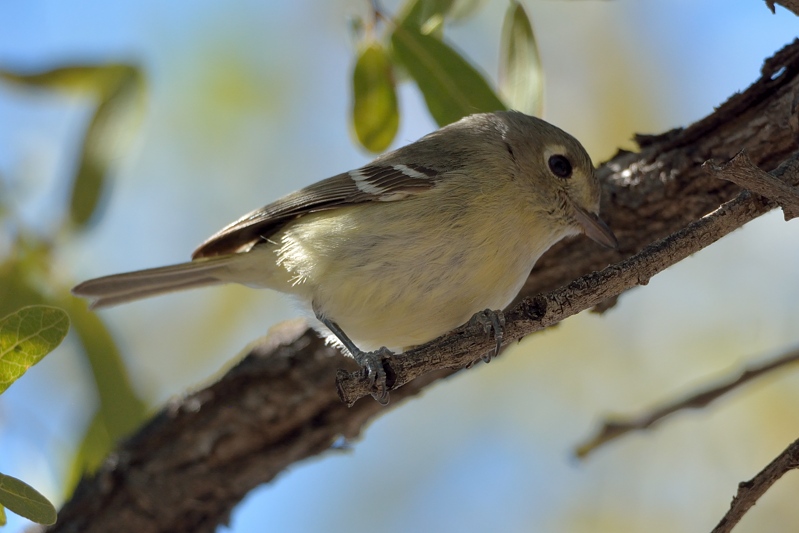 Huttons vireo